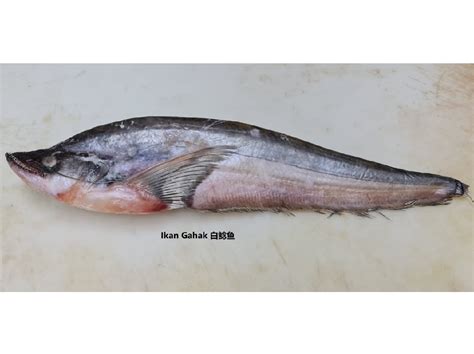 gahak fish